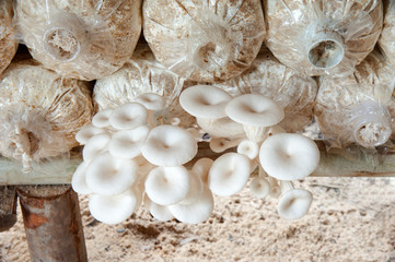 Fototapeta na wymiar mushrooms in the farm