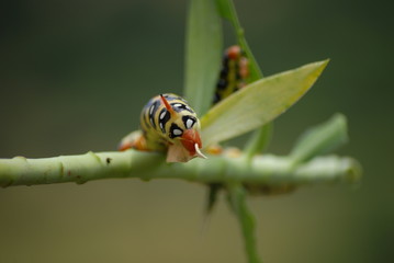 Boynuzlu Tırtıl
