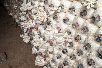 mushrooms are nearly picking in the mushroom farm