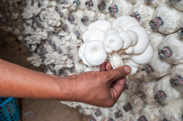 worker is picking mushrooms in farm