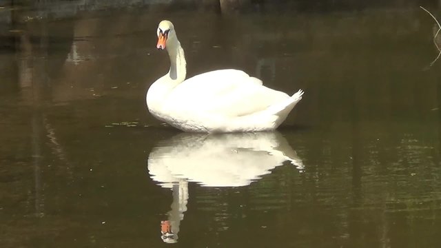 White swan on black water with reflection