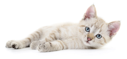 Kitten on a white background - obrazy, fototapety, plakaty