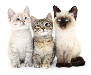 Three small kittens
