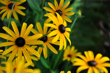 bed of yellow flowers