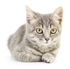 Kitten on a white background