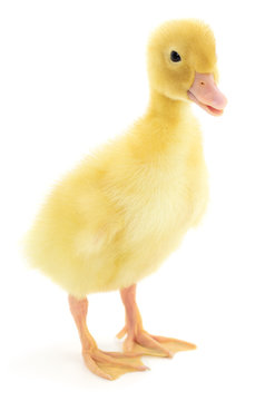 one yellow duckling