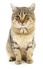 Kitten on a white background