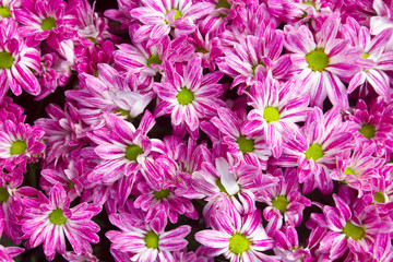 Soft focus Pink chrysanthemums daisy flower 