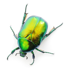 Green beetle on white. - obrazy, fototapety, plakaty