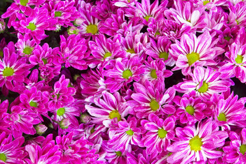 Soft focus Pink chrysanthemums daisy flower 