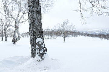 洞爺湖　高原の雪景色