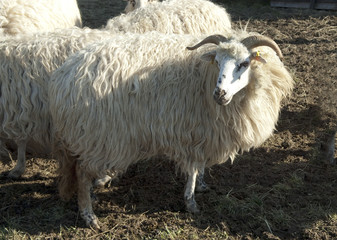 Obraz premium Walachenschafe, Ovis ammon f. aries, Zackelschaf