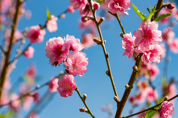 Beautiful peach blossom