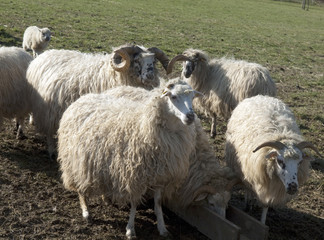 Naklejka premium Walachenschafe, Ovis ammon f. aries, Zackelschaf