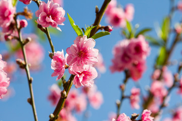 Beautiful peach blossom