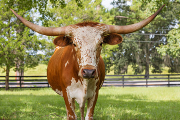 White and brown miniature Texas longhorn in grass field with fence starting looking curious - 104080762