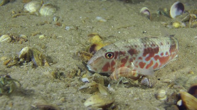 Marine fish Red mullet past which crawls Small hermit crab.

