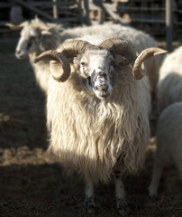 Walachenschafe,  Ovis ammon f. aries, Zackelschaf