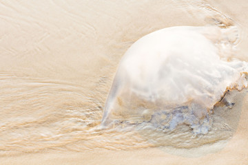 transparent jellyfish with long stinging tentacles background