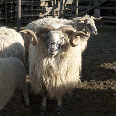 Walachenschafe,  Ovis ammon f. aries, Zackelschaf