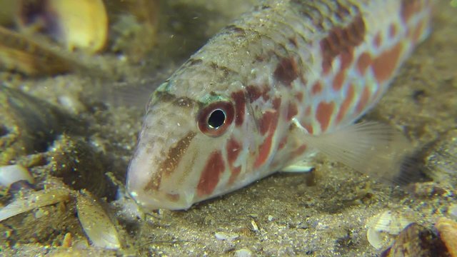 Portrait of sea fish Red mullet that fidgeting on the bottom, close-up.


