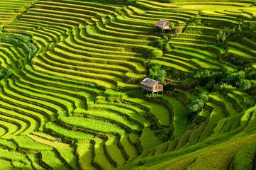 Fototapete The terraced rice paddy in Mu Cang Chai district of Yen Bai province, north Vietnam. © ducvien