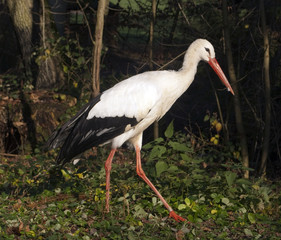 Storch, Weissstorch, Ciconia