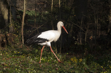 Storch, Weissstorch, Ciconia