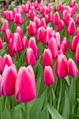 Fototapeta premium image different flowers of tulips in the garden