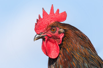 Portrait of the rooster head looking in camera. Authentic farm series.