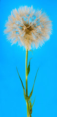 image of dandelion on a blue background