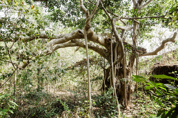 Fototapeta premium beautiful scenery in India, Goa