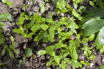 Winterling; Eranthis; hyemalis