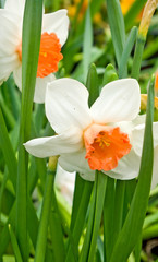 image of narcissus in the garden