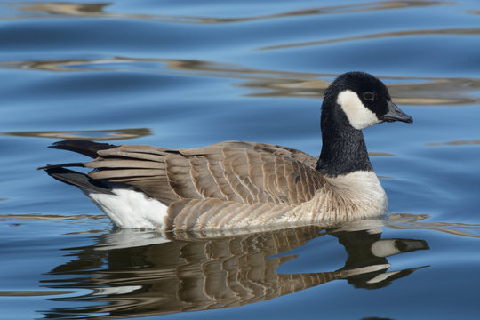 Cackling goose (Branta hutchinsii) swimming on lake).  Once thought a subspecies of the Canada goose, the Cackling Goose is now considered a separate species.