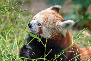 Adorable red panda feeding on bamboo leaf