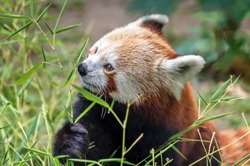 Papier Peint photo Panda Adorable panda roux se nourrissant de feuille de bambou