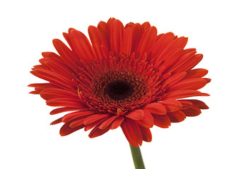 Red gerbera on white