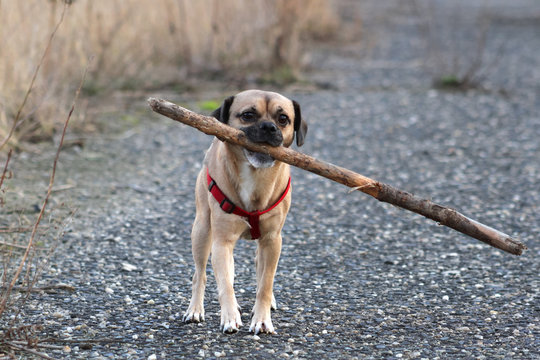 Kleiner Mops-Mix tr&auml;gt gro&szlig;en Stock im Maul