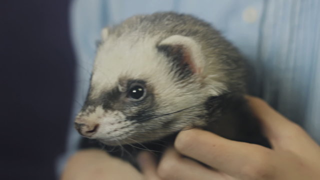ferret eats from the hand of the child