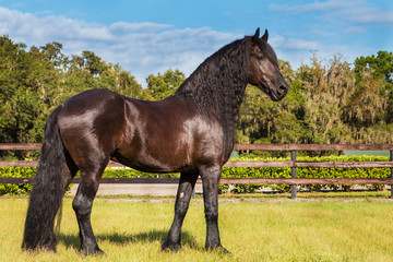 Brown black frisian / friesian horse standing still not moving waiting watching in a fenced field meadow paddock pasture looking elegant handsome regal with a long mane and tail