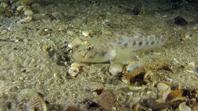 Monkey goby trying to burrow into the sand, but without success, medium shot.
