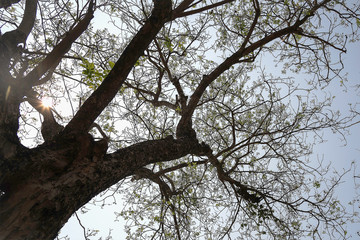 Obraz premium Details of tree branches and leaves.