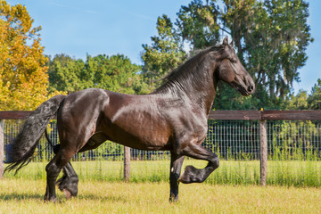 Brown black frisian / friesian horse trotting running moving doing dressage in a field meadow paddock pasture looking elegant graceful - 104083378