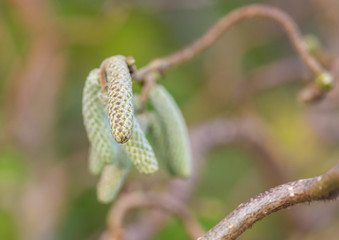 Developing Catkins