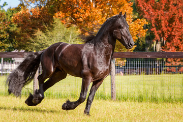 Brown black frisian / friesian horse galloping cantering running slowly swiftly in a field meadow paddock pasture in autumn fall looking graceful elegant dapper dashing with long mane and tail - 104083551