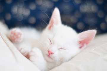 Really small and cute white kitten sleeping quietly on two white pillows.  - 104083555