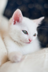 Fototapeta na wymiar White young small kitten with grey blue changing eyes sitting on white pillow.