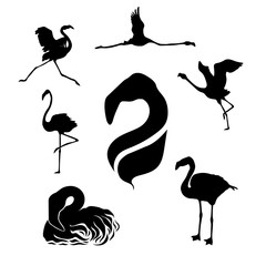 Flamingo set vector