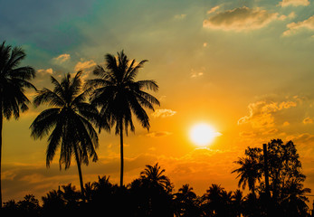 Silhouetted of coconut tree sunset